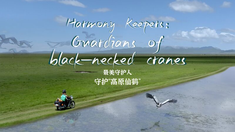 Guardians_of_Harmony__Black_Necked_Cranes_Grace_Sichuan_u0027s_Zoige_Wetlands_poster - Khabar Asia Guardians_of_Harmony__Black_Necked_Cranes_Grace_Sichuan_u0027s_Zoige_Wetlands video poster