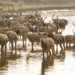 Guardians_of_Jiangsu_s_Wetlands__Protecting_the_Milu_Deer_in_Dafeng video poster