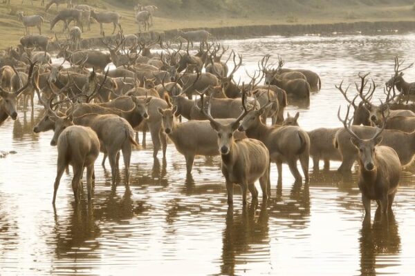 Guardians_of_Jiangsu_s_Wetlands__Protecting_the_Milu_Deer_in_Dafeng video poster