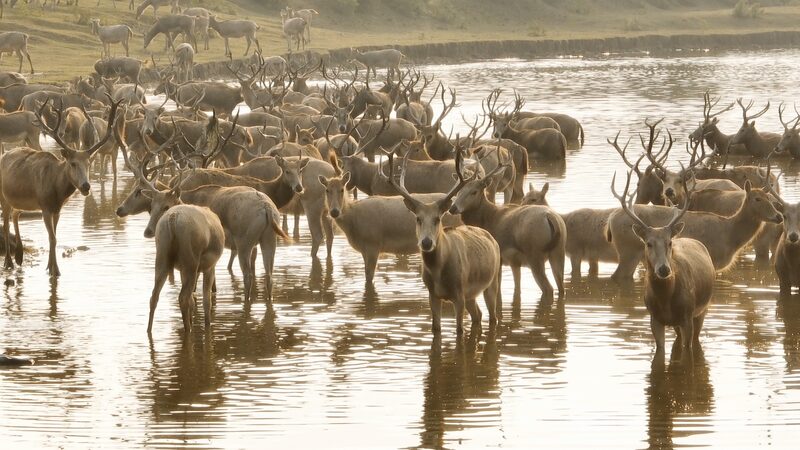 Guardians_of_Jiangsu_s_Wetlands__Protecting_the_Milu_Deer_in_Dafeng_poster - Khabar Asia Guardians_of_Jiangsu_s_Wetlands__Protecting_the_Milu_Deer_in_Dafeng video poster