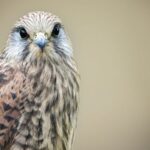 Guardians of Wings: Beijing Raptor Rescue Center Helps Birds Adapt to Heat Waves video poster