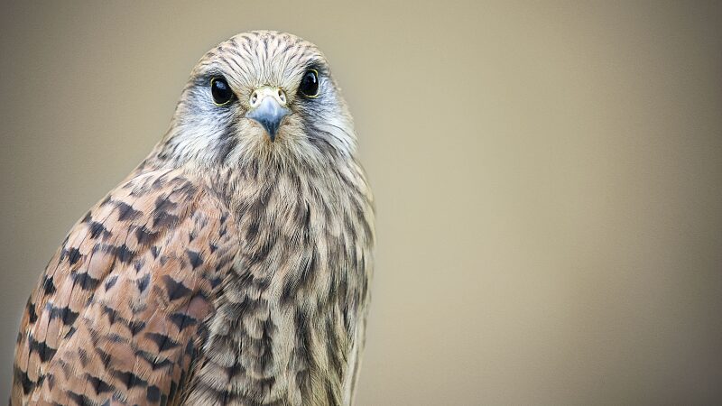 Guardians of Wings: Beijing Raptor Rescue Center Helps Birds Adapt to Heat Waves video poster