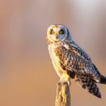 Guardians of Wings: How Raptors Adapt to Heat Waves video poster