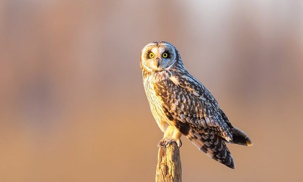 Guardians of Wings: How Raptors Adapt to Heat Waves video poster
