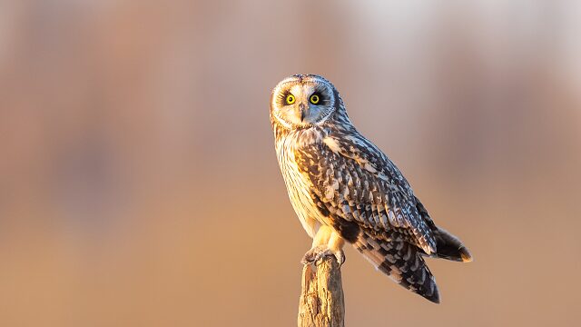 Guardians of Wings: How Raptors Adapt to Heat Waves video poster
