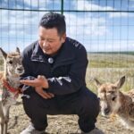 Guardians_of_the_Highlands__A_Sanctuary_for_Tibetan_Antelopes_in_Qinghai
