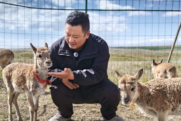 Guardians_of_the_Highlands__A_Sanctuary_for_Tibetan_Antelopes_in_Qinghai