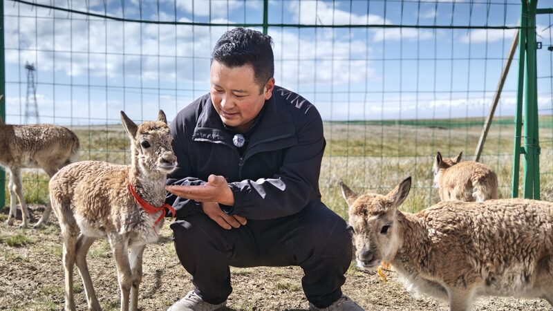 Guardians_of_the_Highlands__A_Sanctuary_for_Tibetan_Antelopes_in_Qinghai - Khabar Asia Guardians_of_the_Highlands__A_Sanctuary_for_Tibetan_Antelopes_in_Qinghai