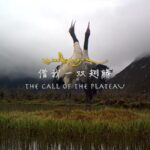 Guardians of the Plateau: Tibetan Herders Protect Black-Necked Cranes in Qinghai video poster