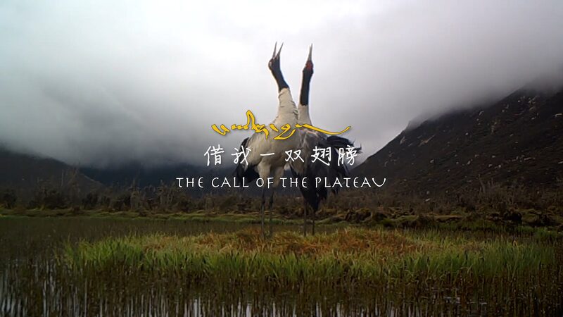 Guardians of the Plateau: Tibetan Herders Protect Black-Necked Cranes in Qinghai video poster