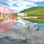 Guardians of the Plateau: Tibetan Herder's Quest to Save Black-Necked Cranes video poster