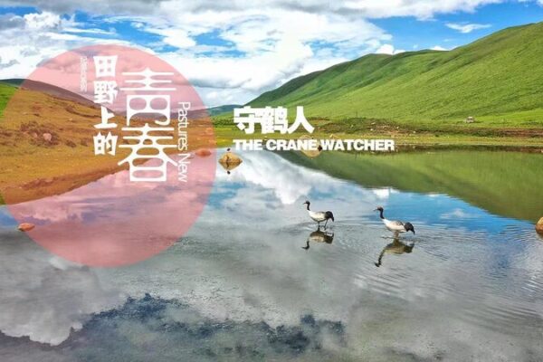 Guardians of the Plateau: Tibetan Herder's Quest to Save Black-Necked Cranes video poster