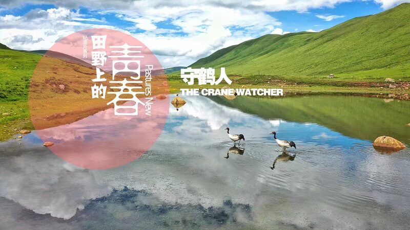 Guardians_of_the_Plateau_Tibetan_Herders_Quest_to_Save_Black-Necked_Cranes_poster - Khabar Asia Guardians of the Plateau: Tibetan Herder's Quest to Save Black-Necked Cranes video poster