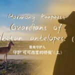 Guardians_of_the_Plateau__Protecting_Tibetan_Antelopes_in_Hoh_Xil video poster