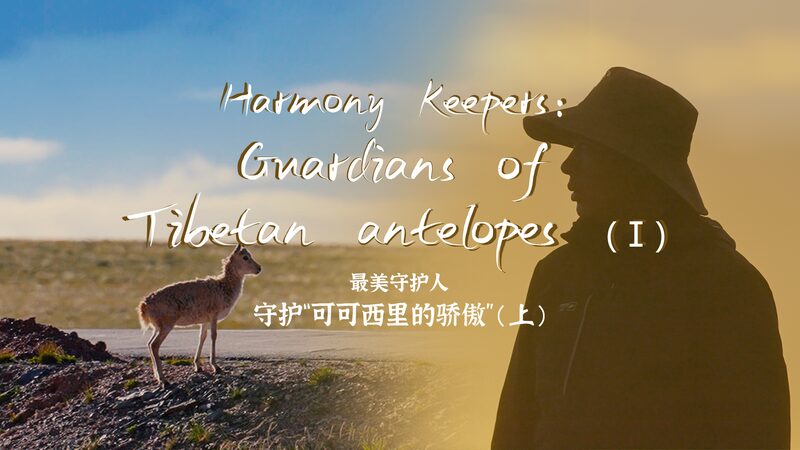Guardians_of_the_Plateau__Protecting_Tibetan_Antelopes_in_Hoh_Xil_poster - Khabar Asia Guardians_of_the_Plateau__Protecting_Tibetan_Antelopes_in_Hoh_Xil video poster