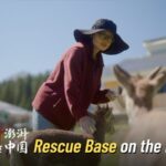 Guardians_of_the_Plateau__Rescuing_Wildlife_at_3_000_Meters_in_Western_China video poster