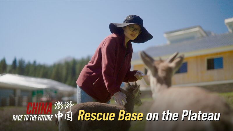 Guardians_of_the_Plateau__Rescuing_Wildlife_at_3_000_Meters_in_Western_China_poster - Khabar Asia Guardians_of_the_Plateau__Rescuing_Wildlife_at_3_000_Meters_in_Western_China video poster