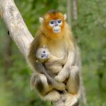Guarding_the_Golden_Monkeys__Tang_Yulin_s_Journey_in_Sichuan_s_Baihe_Nature_Reserve video poster