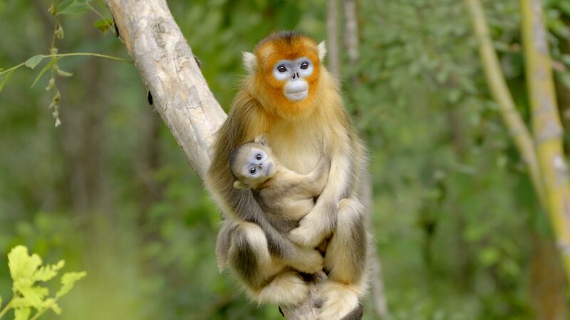 Guarding_the_Golden_Monkeys__Tang_Yulin_s_Journey_in_Sichuan_s_Baihe_Nature_Reserve_poster - Khabar Asia Guarding_the_Golden_Monkeys__Tang_Yulin_s_Journey_in_Sichuan_s_Baihe_Nature_Reserve video poster