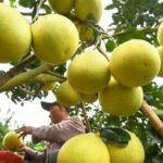 Guizhou Farmers Celebrate Bountiful Pomelo Harvest Thanks to Training and Science