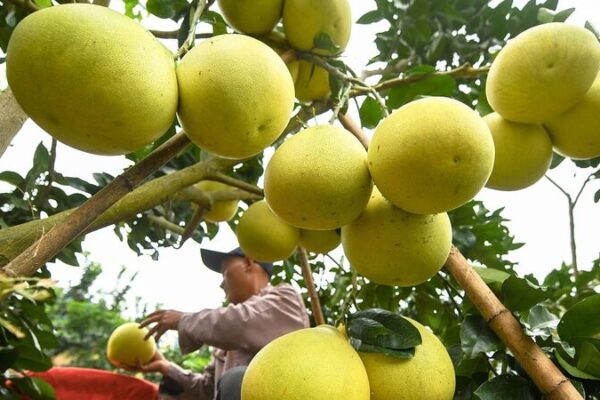 Guizhou_Farmers_Celebrate_Bountiful_Pomelo_Harvest_Thanks_to_Training_and_Science - Khabar Asia Guizhou Farmers Celebrate Bountiful Pomelo Harvest Thanks to Training and Science