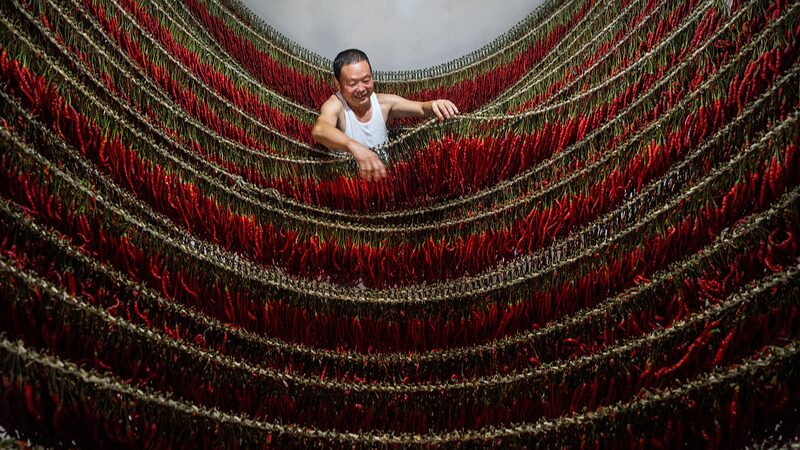 Guizhou_s_Bountiful_Chili_Harvest__A_Spicy_Tradition_Thrives - Khabar Asia Guizhou_s_Bountiful_Chili_Harvest__A_Spicy_Tradition_Thrives