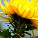 Guizhou_s_Golden_Hills__A_Blossoming_Autumn_Spectacle