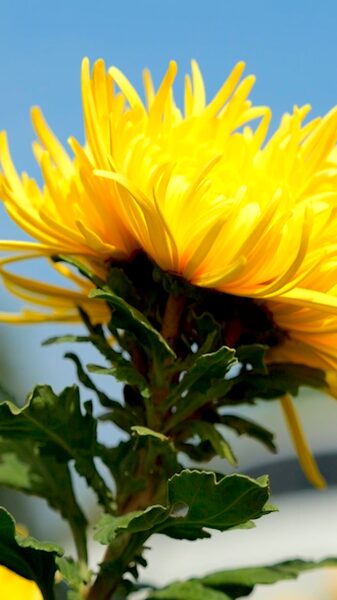 Guizhou_s_Golden_Hills__A_Blossoming_Autumn_Spectacle - Khabar Asia Guizhou_s_Golden_Hills__A_Blossoming_Autumn_Spectacle