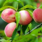 Guizhou_s_Stone_Mountains_Reap_Bountiful_Peach_Harvest