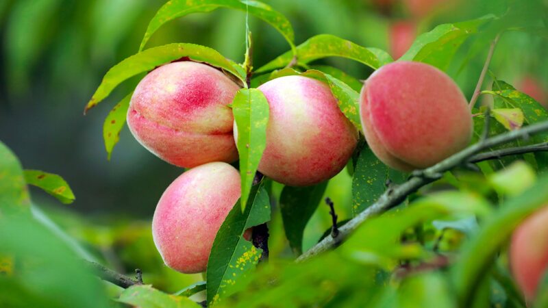 Guizhou_s_Stone_Mountains_Reap_Bountiful_Peach_Harvest - Khabar Asia Guizhou_s_Stone_Mountains_Reap_Bountiful_Peach_Harvest