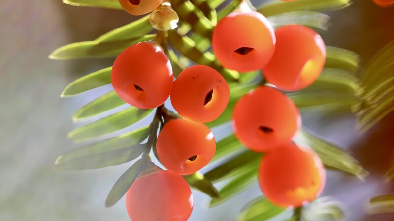 Guizhou_s_Wild_Chinese_Yews_Sparkle_with_Winter_Berries_poster - Khabar Asia Guizhou_s_Wild_Chinese_Yews_Sparkle_with_Winter_Berries video poster