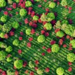 Guizhou's Tea Gardens Ablaze with Autumn Hues