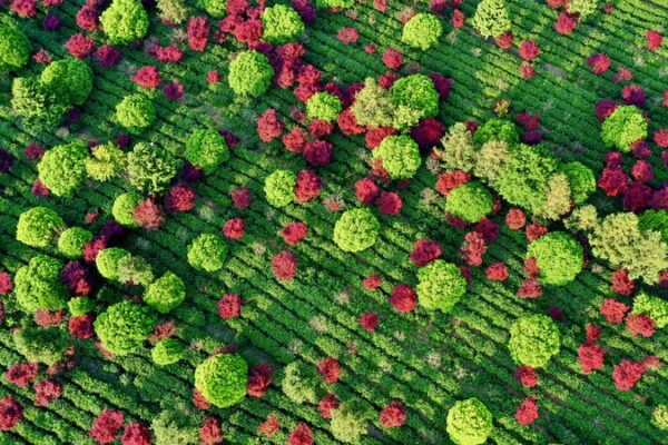 Guizhou’s Tea Gardens Ablaze with Autumn Hues Guizhou's Tea Gardens Ablaze with Autumn Hues