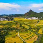 Guojiawan_Village_in_Guizhou_Celebrates_Bumper_Rice_Harvest