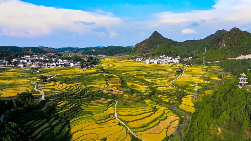 Guojiawan_Village_in_Guizhou_Celebrates_Bumper_Rice_Harvest - Khabar Asia Guojiawan_Village_in_Guizhou_Celebrates_Bumper_Rice_Harvest