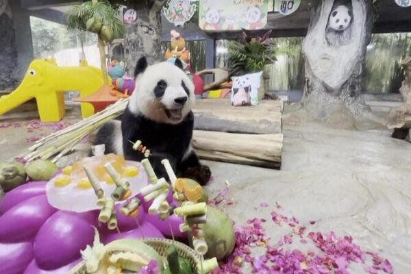 Hainan Island Celebrates Five Years with Giant Pandas Gong Gong and Shun Shun Hainan Island Celebrates Five Years with Giant Pandas Gong Gong and Shun Shun