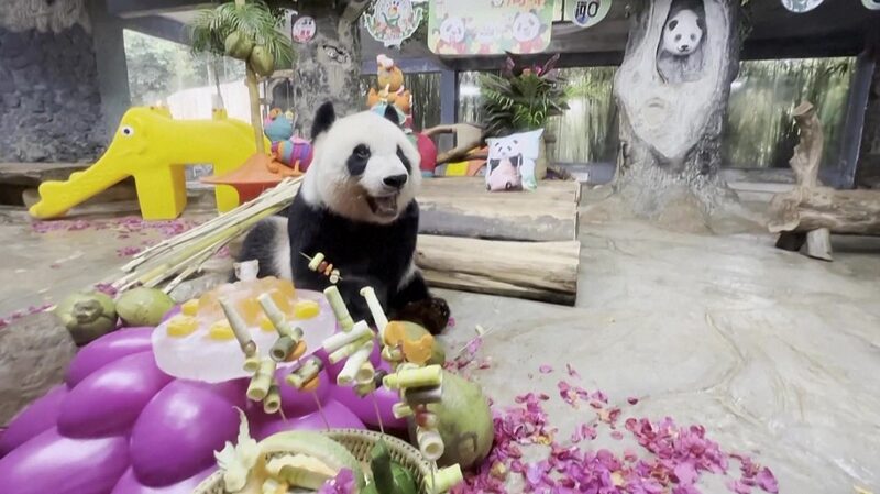 Hainan_Island_Celebrates_Five_Years_with_Giant_Pandas_Gong_Gong_and_Shun_Shun - Khabar Asia Hainan Island Celebrates Five Years with Giant Pandas Gong Gong and Shun Shun