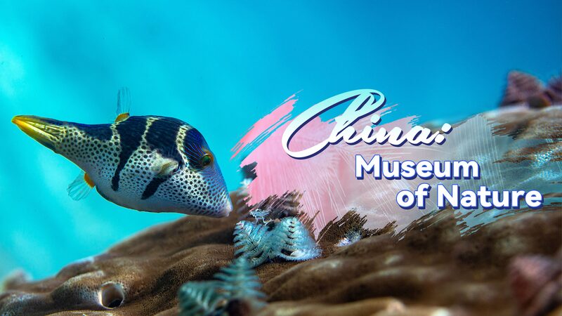 Hainan_s_Underwater_Forest__Reviving_Coral_Reefs_and_Wildlife_poster - Khabar Asia Hainan_s_Underwater_Forest__Reviving_Coral_Reefs_and_Wildlife video poster