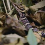 Hainan's Enchanting Geckos: Nocturnal Jewels of the Rocky Forests