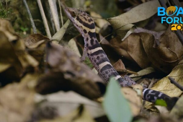 Hainan’s Enchanting Geckos: Nocturnal Jewels of the Rocky Forests Hainan's Enchanting Geckos: Nocturnal Jewels of the Rocky Forests