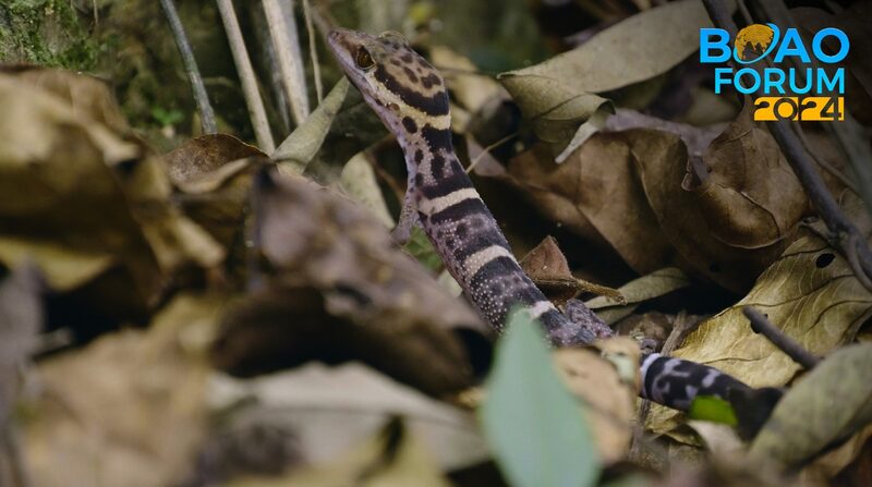 Hainan's Enchanting Geckos: Nocturnal Jewels of the Rocky Forests