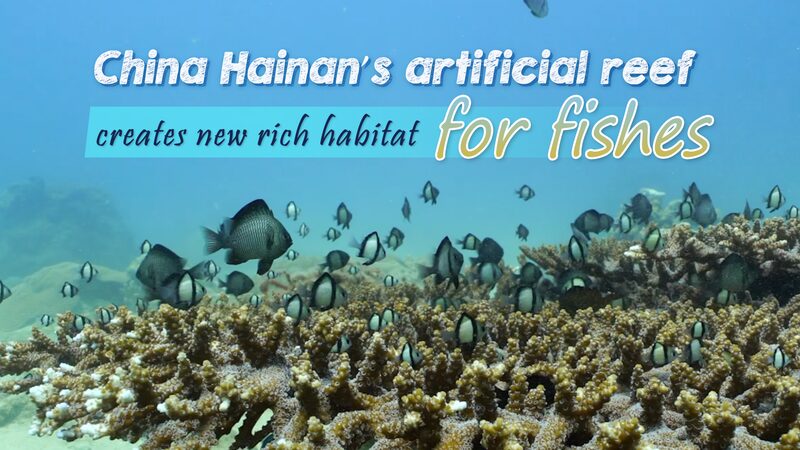 Hainans_Sunken_Ships_Transform_Seabeds_into_Thriving_Marine_Habitats_poster - Khabar Asia Hainan's Sunken Ships Transform Seabeds into Thriving Marine Habitats video poster