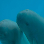 Hanbao_Celebrating_Three_Years_of_Hope_for_the_Yangtze_Finless_Porpoise_poster - Khabar Asia Hanbao: Celebrating Three Years of Hope for the Yangtze Finless Porpoise video poster