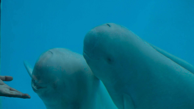 Hanbao_Celebrating_Three_Years_of_Hope_for_the_Yangtze_Finless_Porpoise_poster - Khabar Asia Hanbao: Celebrating Three Years of Hope for the Yangtze Finless Porpoise video poster