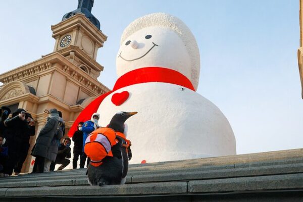 Harbin's Giant Snowman Returns: A Winter Marvel in Northeast China