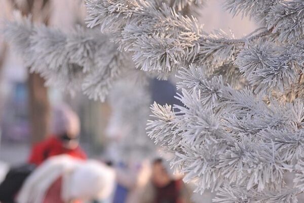 Harbin's Winter Wonderland Captivates Visitors with Stunning Scenery