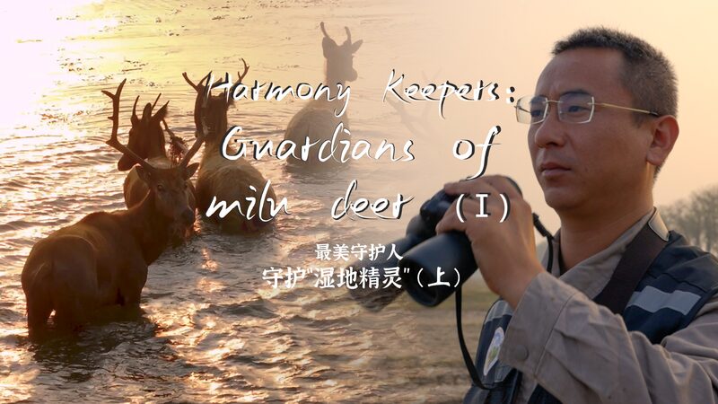 Harmony_Keepers__Guardians_of_China_s_Milu_Deer video poster