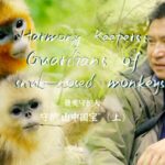 Harmony_Keepers__Tang_Yulin_s_30_Year_Guardianship_of_Sichuan_s_Golden_Snub_nosed_Monkeys video poster