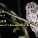 Harmony with Nature: Sichuan Residents and Wildlife Coexistence Explored