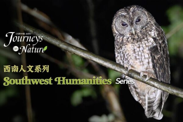Harmony with Nature: Sichuan Residents and Wildlife Coexistence Explored Harmony with Nature: Sichuan Residents and Wildlife Coexistence Explored